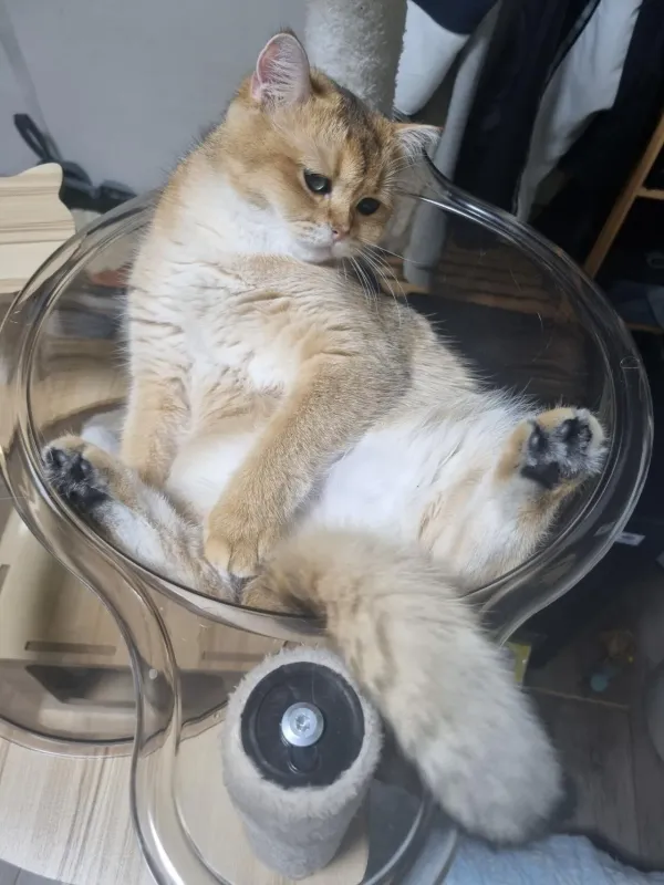 울집 귀여운 브죳 보고가세요 :)