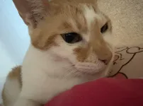 13살 노묘 냥냥이
