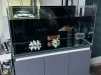 6살 부기