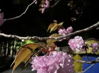 삿포로 벚꽃 구경