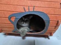 무너진집에 사는 고양이