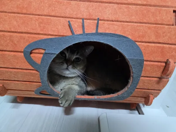 무너진집에 사는 고양이