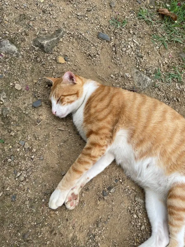 냥냥이 잘때 몰래 ㄷㄷ