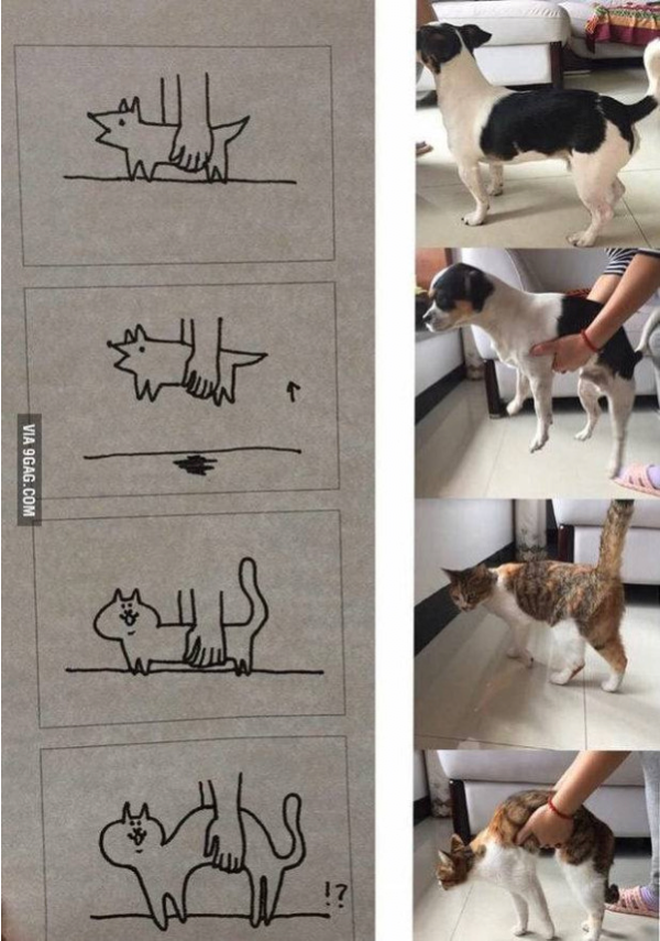 강아지와 고양이 안을 때 차이점