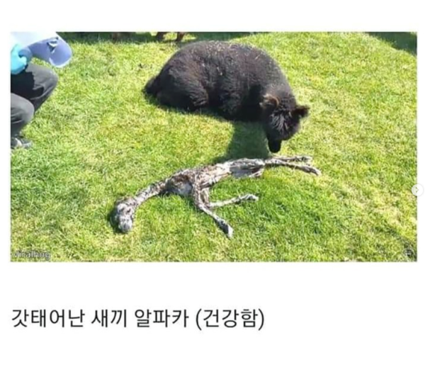 갓 태어난 새끼 알파카 상태 ㄷㄷ