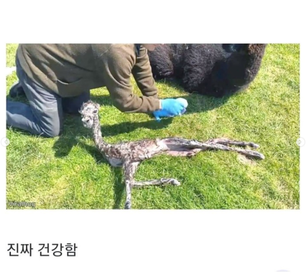 갓 태어난 새끼 알파카 상태 ㄷㄷ