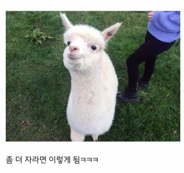 갓 태어난 새끼 알파카 상태 ㄷㄷ
