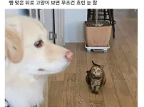 고양이만 보면 흐린 눈으로 보는 강아지