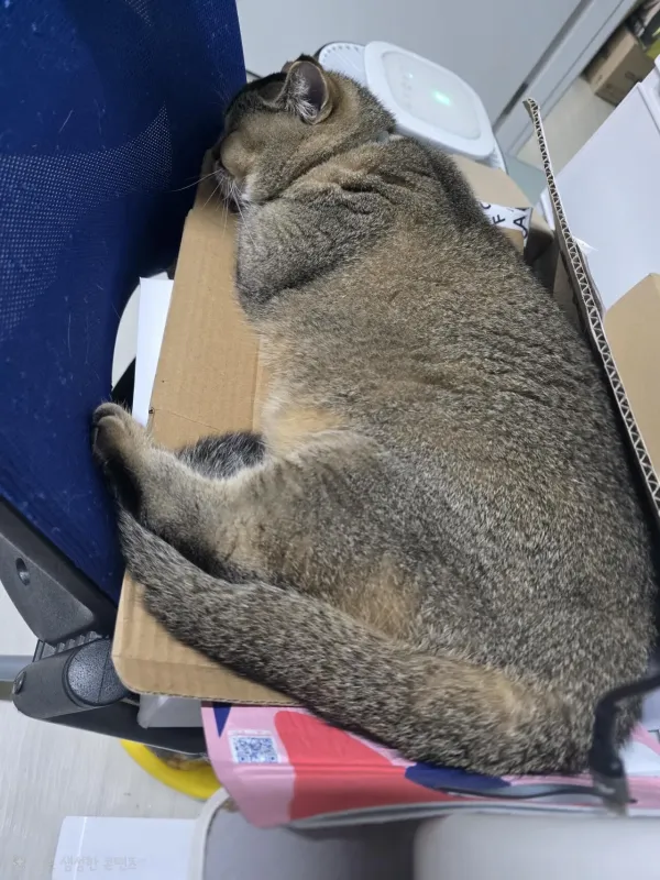 박스고양이