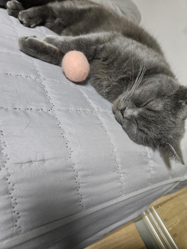 여친이 키우는 고양이
