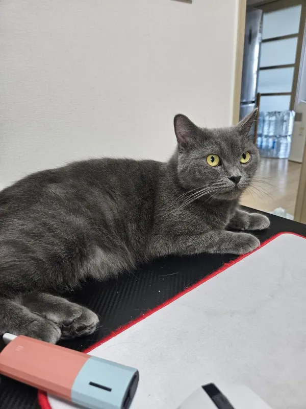 여친이 키우는 고양이
