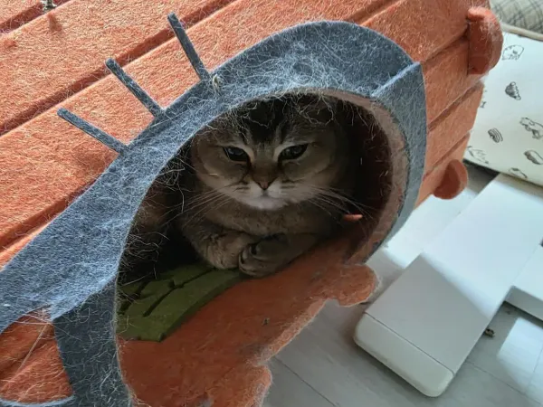 몰락영애