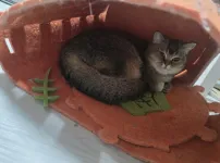 몰락영애