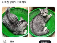냥이들의 잇템