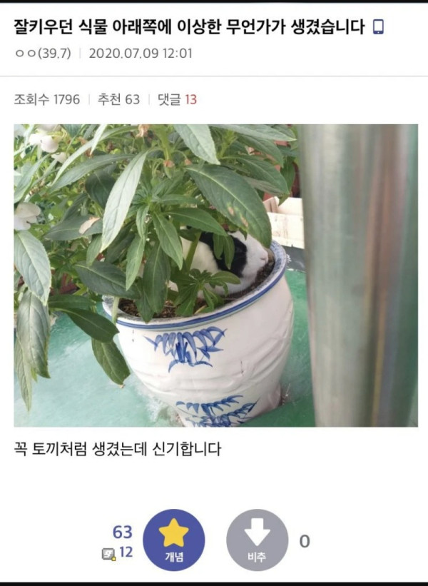 식물아래에 먼가있어요
