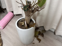 뱅갈고무나무 어떻게 살리죠....