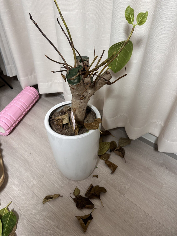 뱅갈고무나무 어떻게 살리죠....