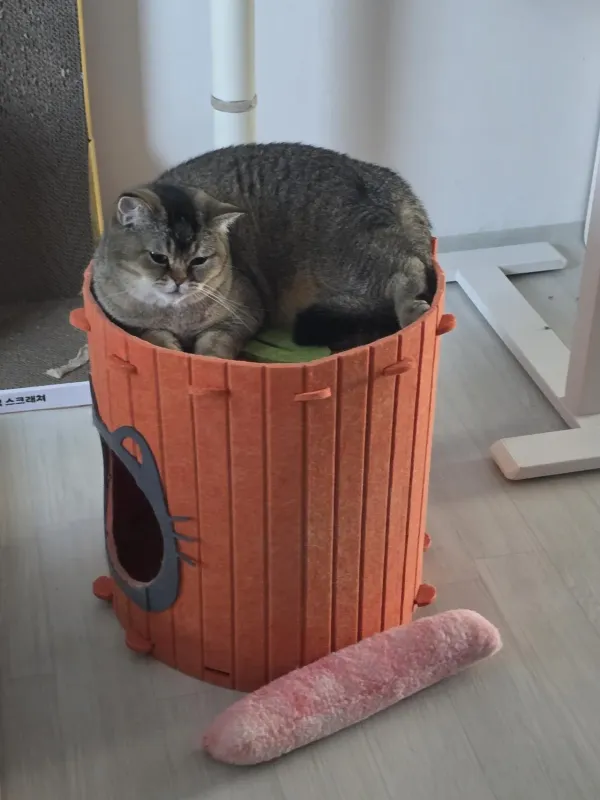 오늘도 집을 뺏김