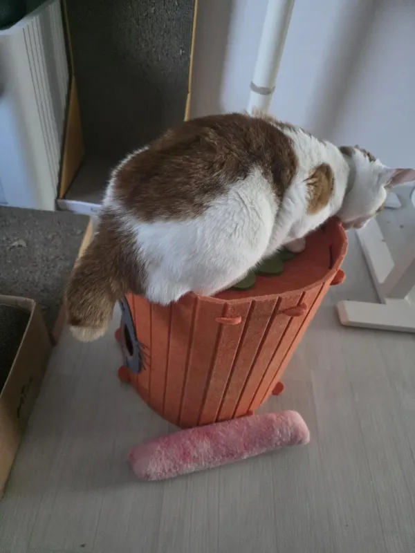 오늘도 집을 뺏김