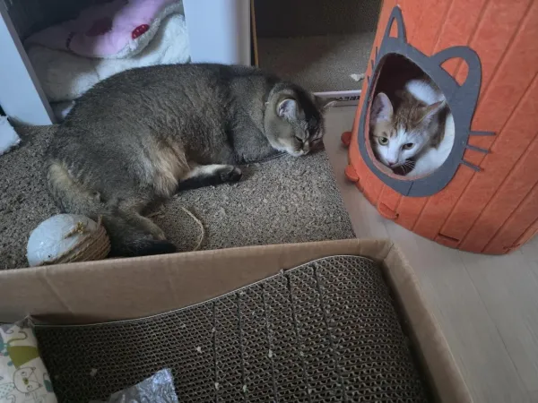 오늘도 집을 뺏김