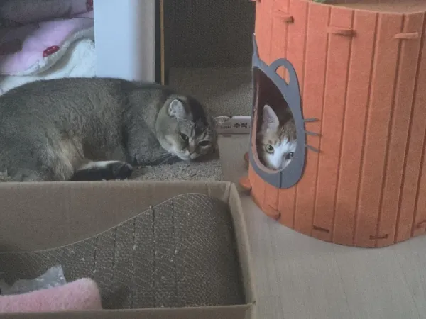 오늘도 집을 뺏김