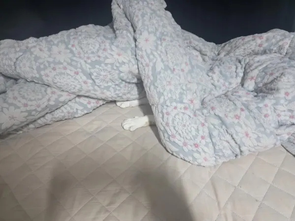 고양이 은신술