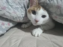 고양이 은신술