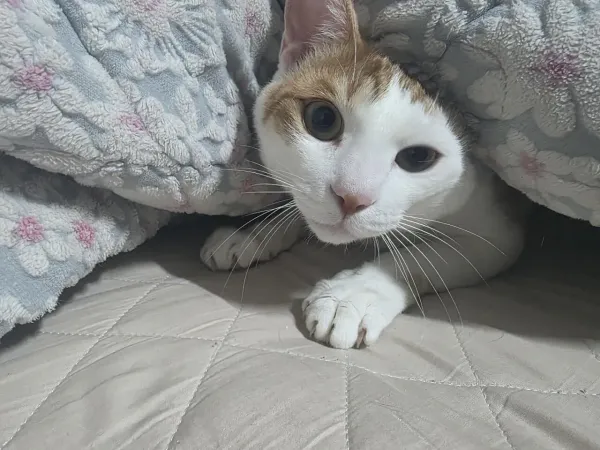 고양이 은신술