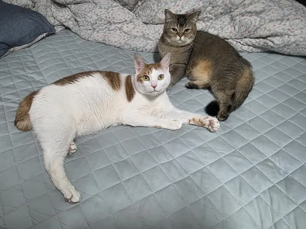 실제 크기