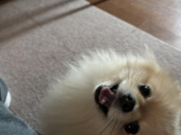 댕댕이 맨날 이상하게 쳐다봄