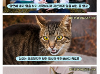 고양이가 인간이 통화할 때 야옹거리는 이유