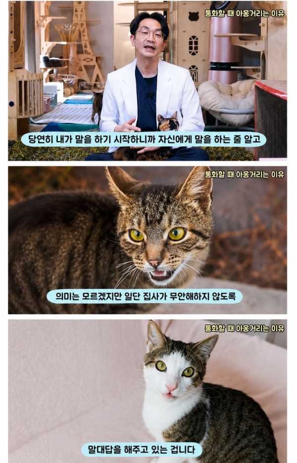 고양이가 인간이 통화할 때 야옹거리는 이유