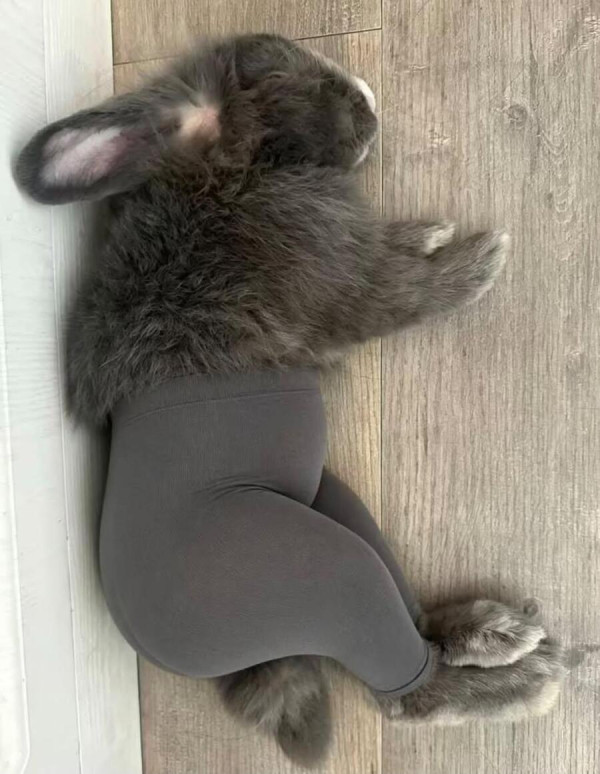 토끼 레깅스 핏