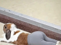토끼 레깅스 핏