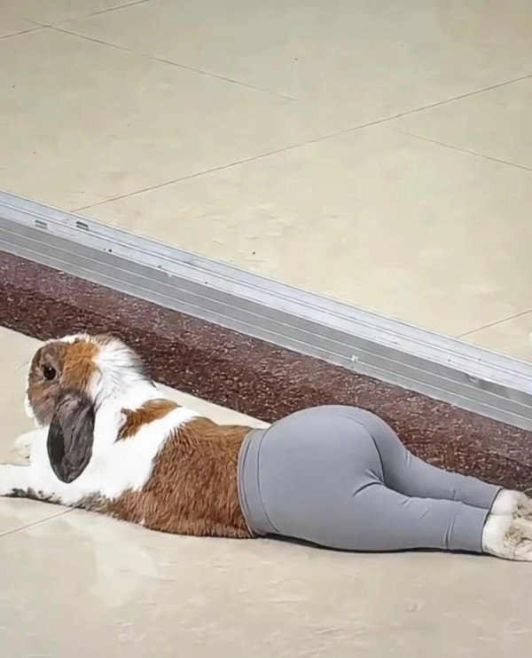 토끼 레깅스 핏