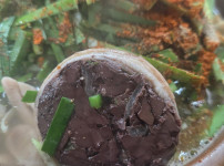 매니악한 순대국밥