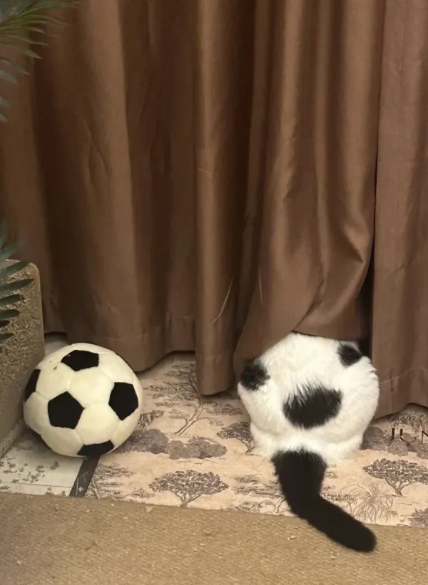 어? 축구공이 두개내