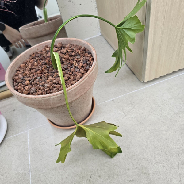 식물이 자꾸 죽어요..