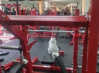 헬스장 냥이