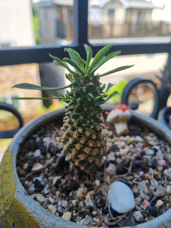 괴마옥