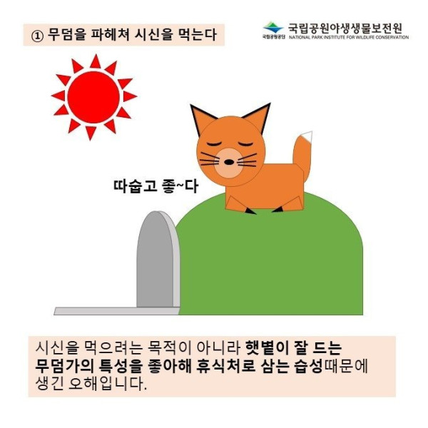여우를 둘러싼 오해의 진실