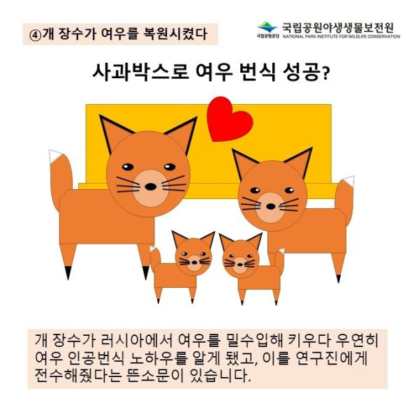 여우를 둘러싼 오해의 진실