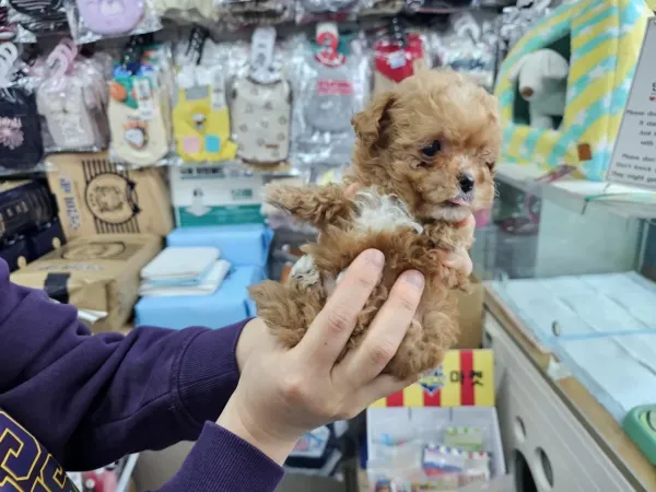 말티푸 이름 추천 부탁드립니다