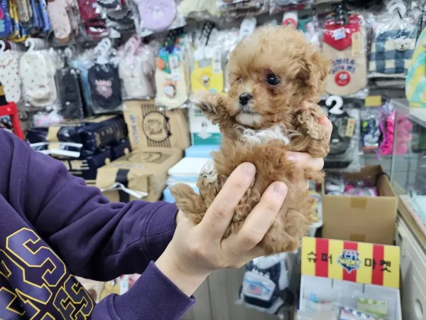 말티푸 이름 추천 부탁드립니다