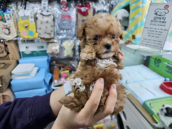 말티푸 이름 추천 부탁드립니다