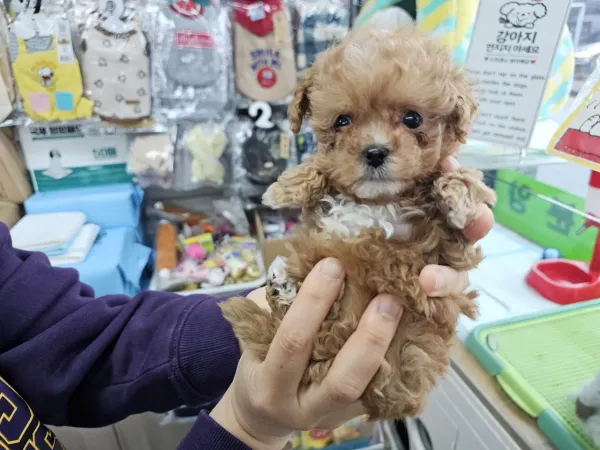 말티푸 이름 추천 부탁드립니다