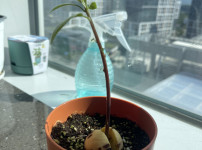 아보카도가 자라고 있어요