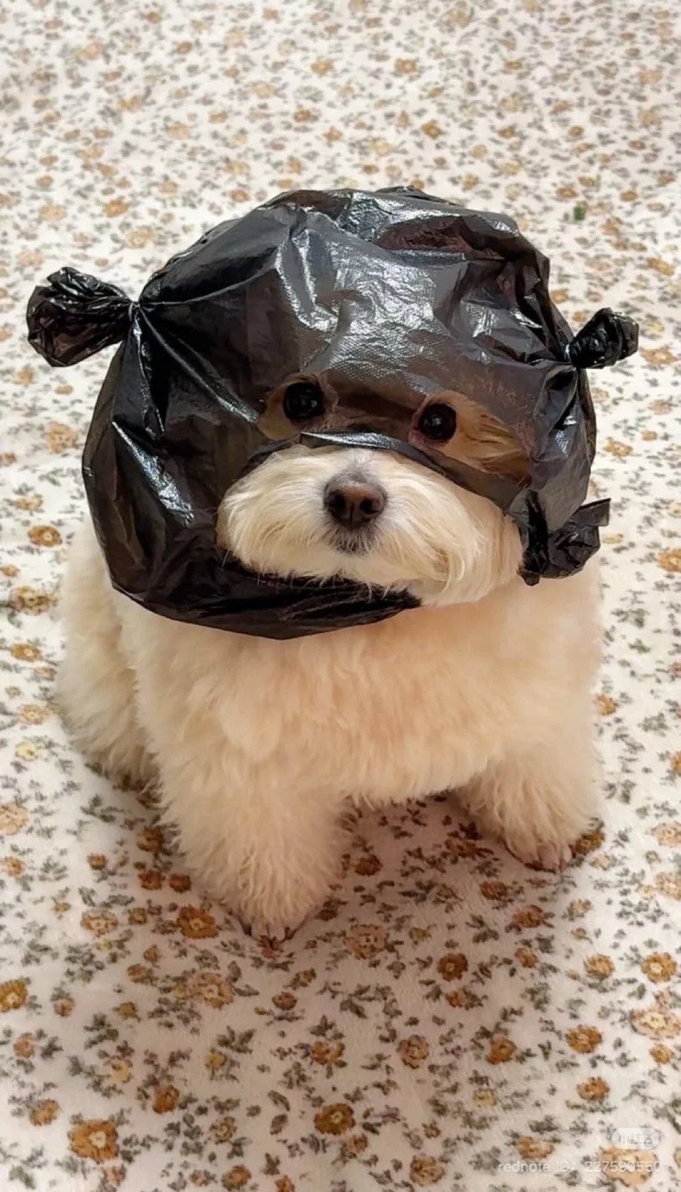 비니루봉지 강아지
