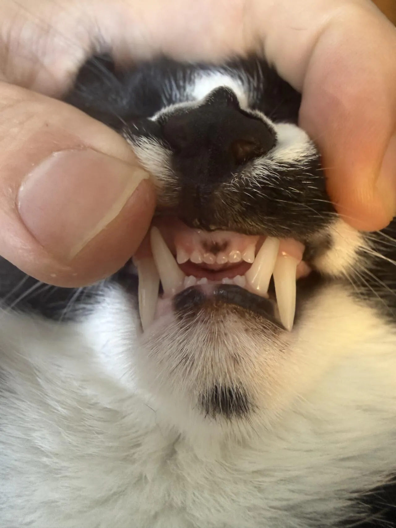 배트맨 고양이 석탄이