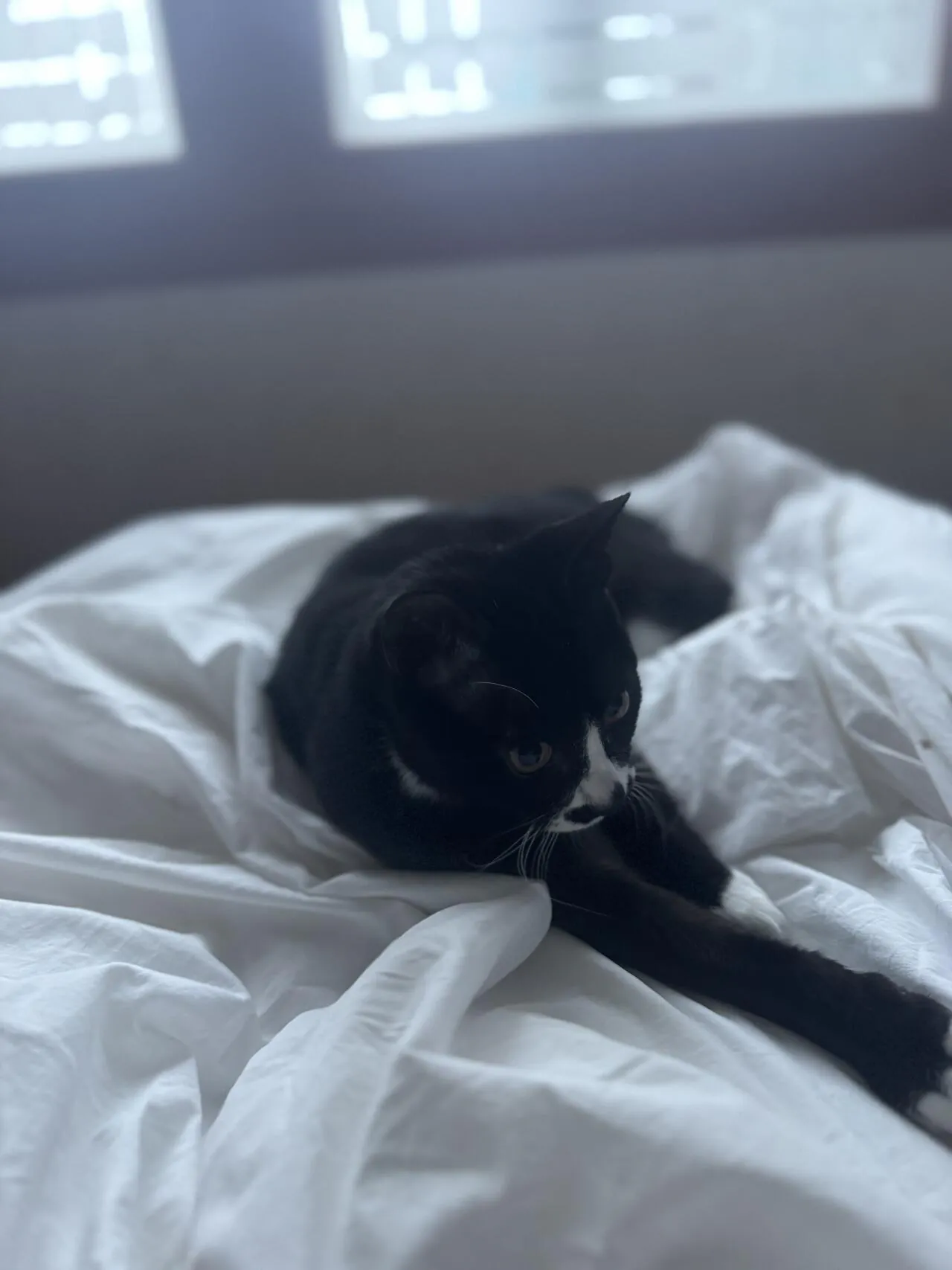 배트맨 고양이 석탄이
